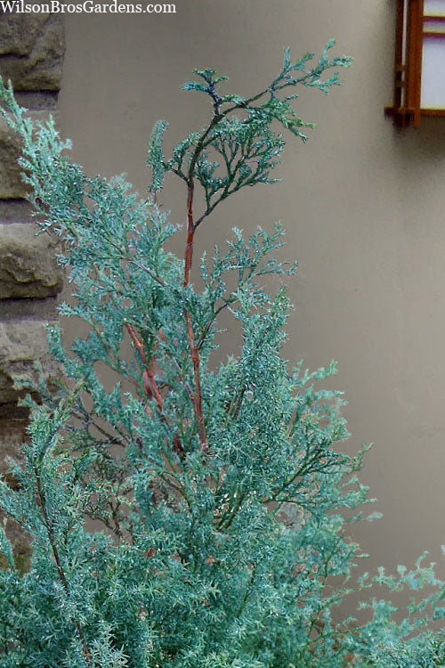  Blue Feathers Hinoki Cypress - 2 Gallon Pot