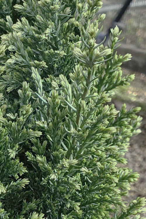  Snow White Lawson's Cypress (Chamaecyparis Lawsoniana) - 3 Gallon Pot