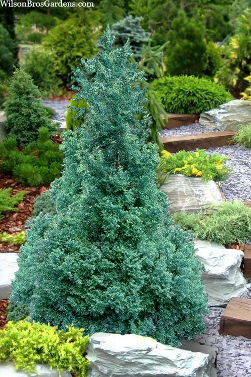  Blue Feathers Hinoki Cypress - 2 Gallon Pot