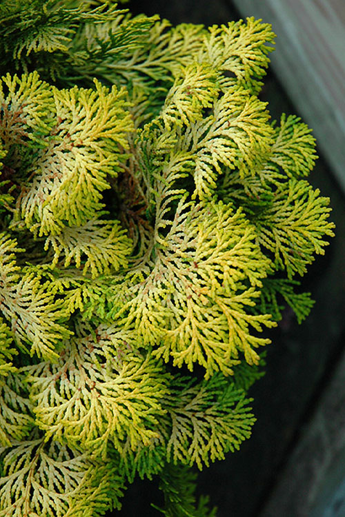  Confucius Golden Hinoki Cypress (Chamaecyparis Obtusa) - 5 Gallon Pot