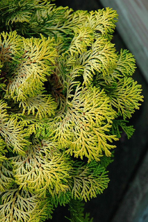 Confucius Golden Hinoki Cypress (Chamaecyparis Obtusa) - 3 Gallon Pot