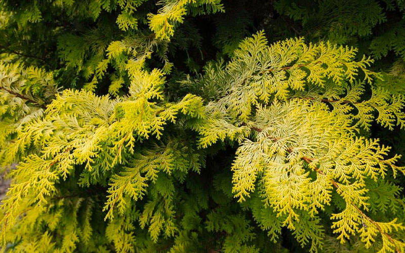  Crippsii Golden Hinoki Cypress - 3 Gallon Pot