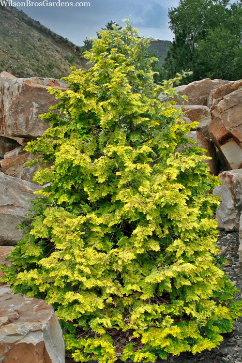  Crippsii Golden Hinoki Cypress - 7 Gallon Pot