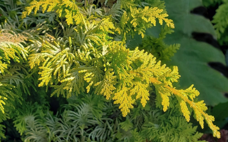  Golden Fernspray Hinoki Cypress - 1 Gallon Pot