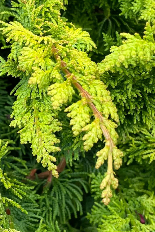  Golden Fernspray Hinoki Cypress - 1 Gallon Pot
