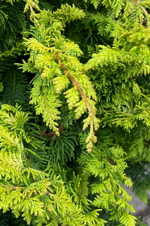  Golden Fernspray Hinoki Cypress - 5 Gallon Pot