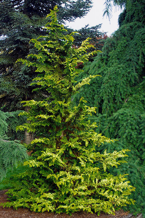  Golden Fernspray Hinoki Cypress - 5 Gallon Pot