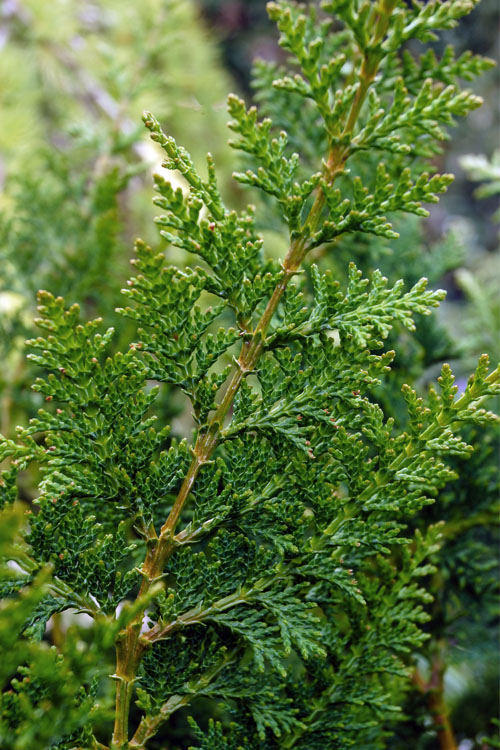  Fernspray Hinoki Cypress - 1 Gallon Pot