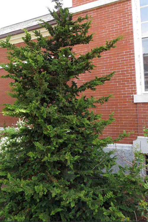  Fernspray Hinoki Cypress - 7 Gallon Pot