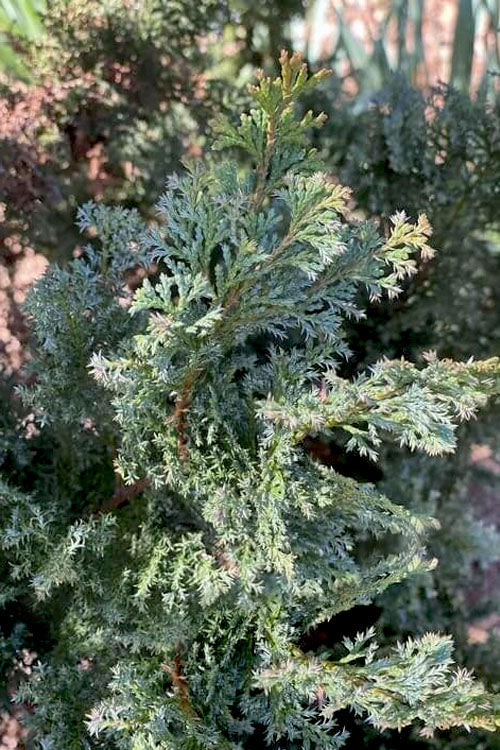  Gimborn Beauty Hinoki Cypress - 1 Gallon Pot