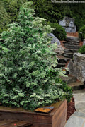  Gimborn Beauty Hinoki Cypress - 1 Gallon Pot