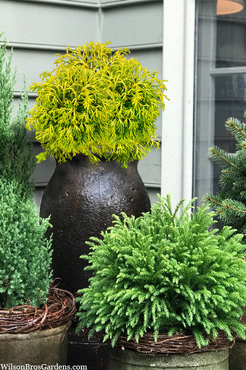  Gitte Dwarf Hinoki Cypress - 2 Gallon Pot