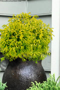  Gitte Dwarf Hinoki Cypress - 2 Gallon Pot