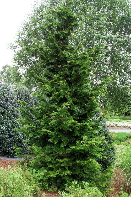  Slender Hinoki Cypress - 6 Gallon Pot
