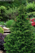  Koster Hinoki Cypress - 7 Gallon Pot