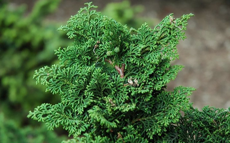  Koster Hinoki Cypress - 7 Gallon Pot