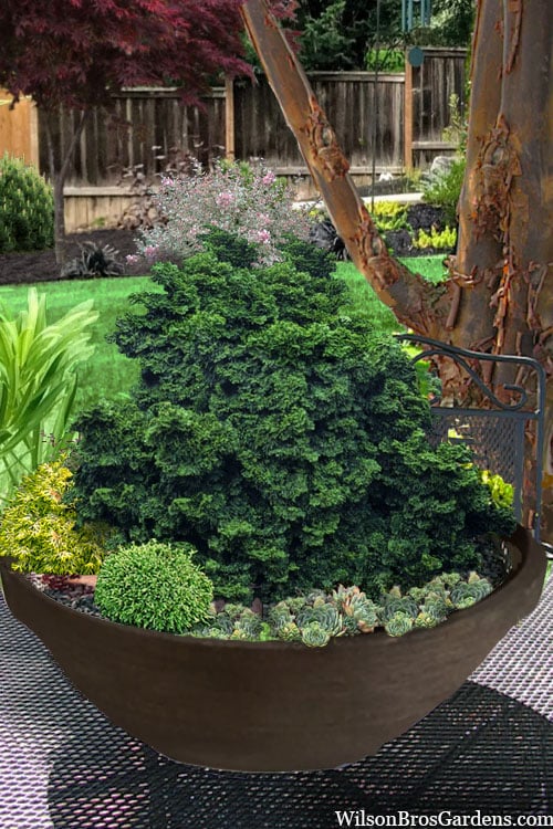  Leprechaun Miniature Hinoki Cypress (Chameacyparis Obtusa) - 1 Gallon Pot