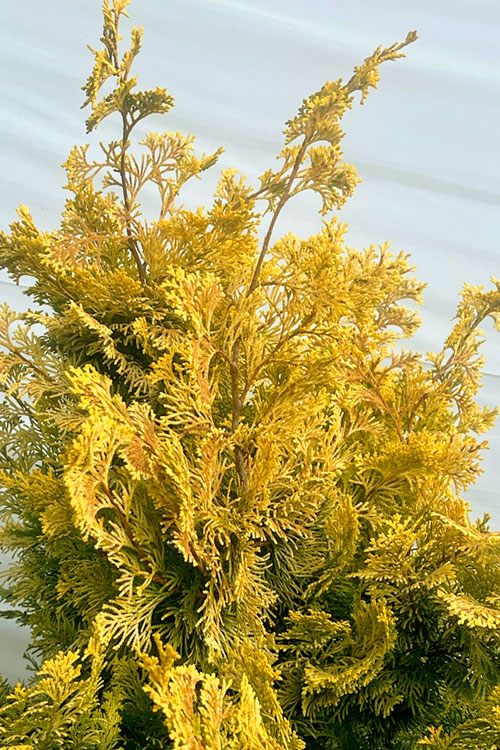  Compact Golden Hinoki Cypress - 1 Gallon Pot