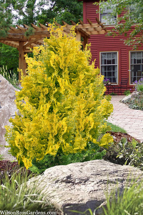  Compact Golden Hinoki Cypress - 1 Gallon Pot