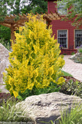 Compact Golden Hinoki Cypress - 3 Gallon Pot