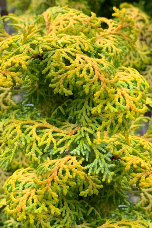  Melody Golden Hinoki Cypress - 9" Pot (2 Gallon)