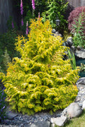  Melody Golden Hinoki Cypress - 2 Gallon Pot