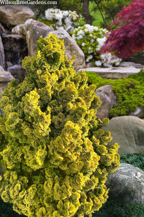  Golden Dwarf Hinoki Cypress - Chamaecyparis Obtusa 'Nana Lutea' - 2.5 Quart Pot