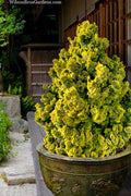  Golden Dwarf Hinoki Cypress - Chamaecyparis Obtusa 'Nana Lutea' - 3 Gallon Pot