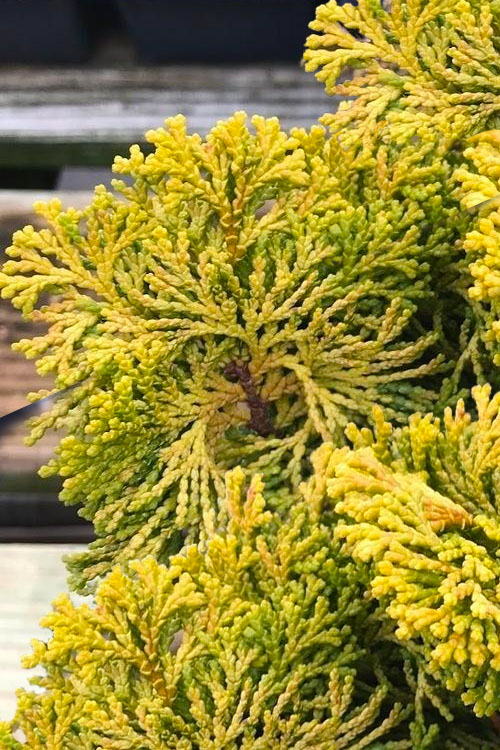  Golden Dwarf Hinoki Cypress - Chamaecyparis Obtusa 'Nana Lutea' - 1 Gallon Pot