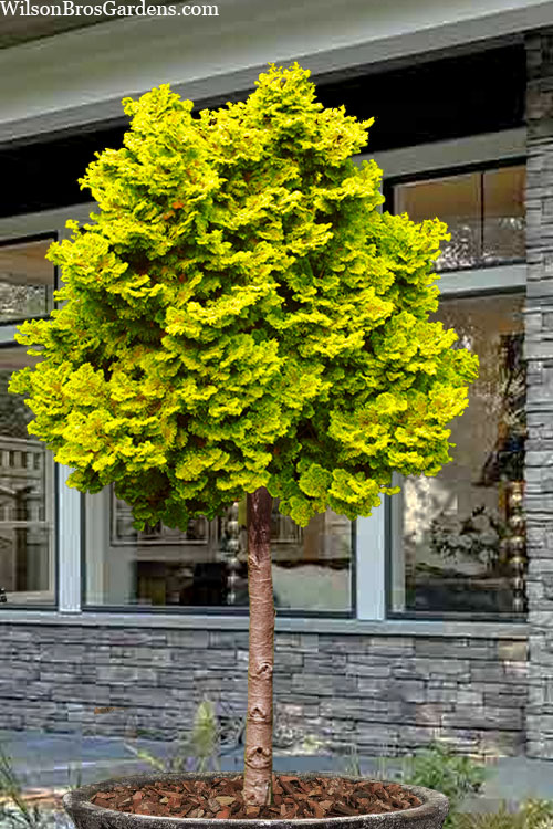  Golden Dwarf Hinoki Cypress Single Trunk Topiary Tree (Chamaecyparis Obtusa 'Nana Lutea') - 2 Gallon Pot