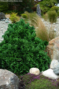  True Dwarf Hinoki Cypress (Chameacyparis Obtusa 'Nana') - 5 Gallon Pot