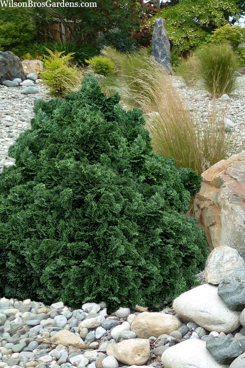  True Dwarf Hinoki Cypress (Chameacyparis Obtusa 'Nana') - 1 Gallon Pot