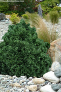  True Dwarf Hinoki Cypress (Chameacyparis Obtusa 'Nana') - 1 Gallon Pot