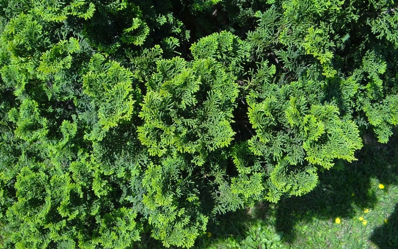  True Dwarf Hinoki Cypress (Chameacyparis Obtusa 'Nana') - 1 Gallon Pot