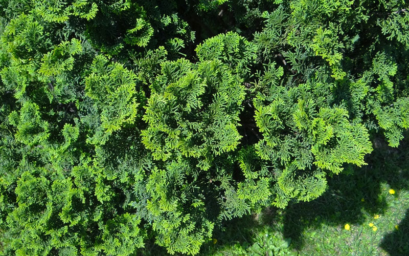  True Dwarf Hinoki Cypress - Single Trunk Tree - (Chamaecyparis Obtusa 'Nana') - 2 Gallon Pot