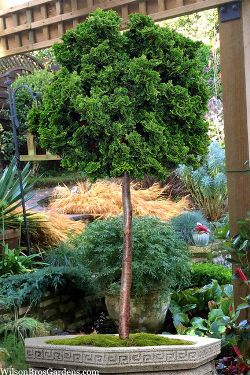  True Dwarf Hinoki Cypress - Single Trunk Tree - (Chamaecyparis Obtusa 'Nana') - 2 Gallon Pot