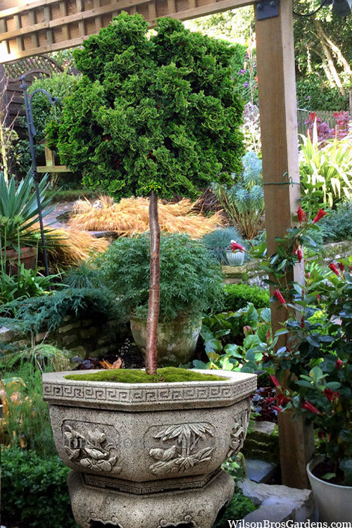  True Dwarf Hinoki Cypress - Single Trunk Tree - (Chamaecyparis Obtusa 'Nana') - 2 Gallon Pot