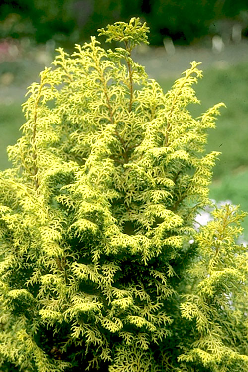  Spirited Golden Hinoki Cypress - 7 Gallon Pot (3-4')
