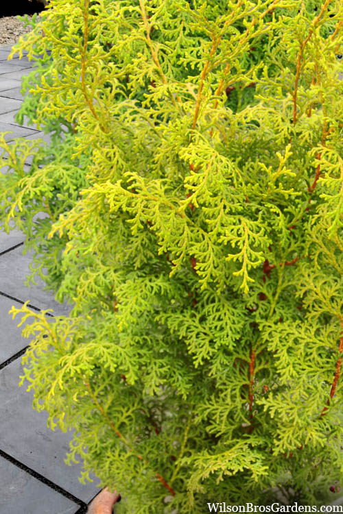  Spirited Golden Hinoki Cypress - 1 Gallon Pot