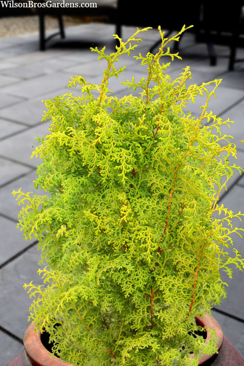  Spirited Golden Hinoki Cypress - 1 Gallon Pot