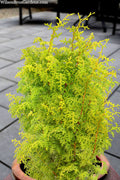  Spirited Golden Hinoki Cypress - 2 Gallon Pot
