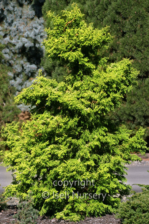  Sunny Swirl Golden Hinoki Cypress - 3 Gallon Pot