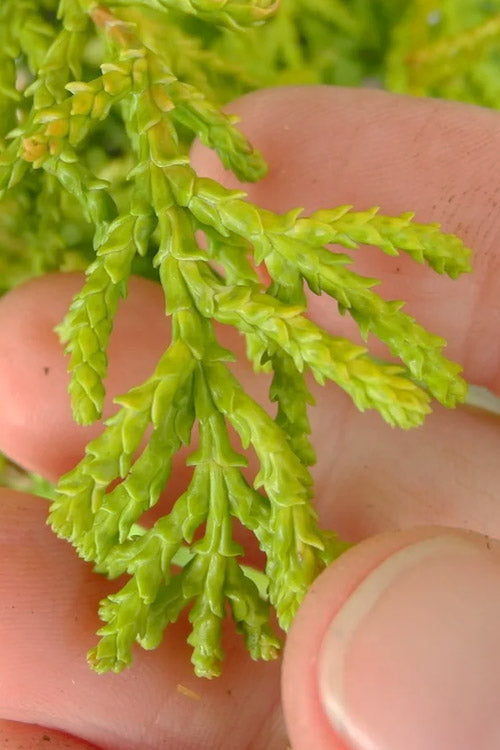 Sunny Swirl Golden Hinoki Cypress - 3 Gallon Pot