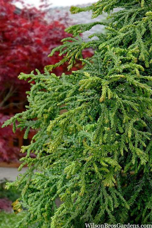  Dwarf Twisted Hinoki Cypress (Chameacyparis Obtusa 'Torulosa Nana') - 3 Gallon Pot