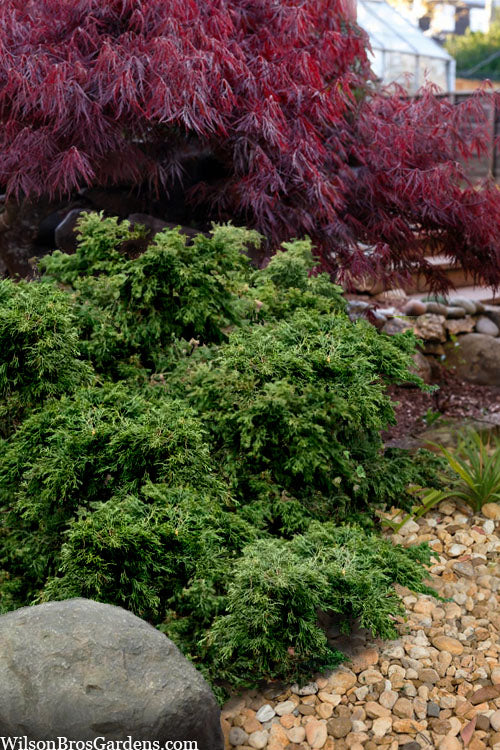 Dwarf Twisted Hinoki Cypress (Chameacyparis Obtusa 'Torulosa Nana') - 3 Gallon Pot