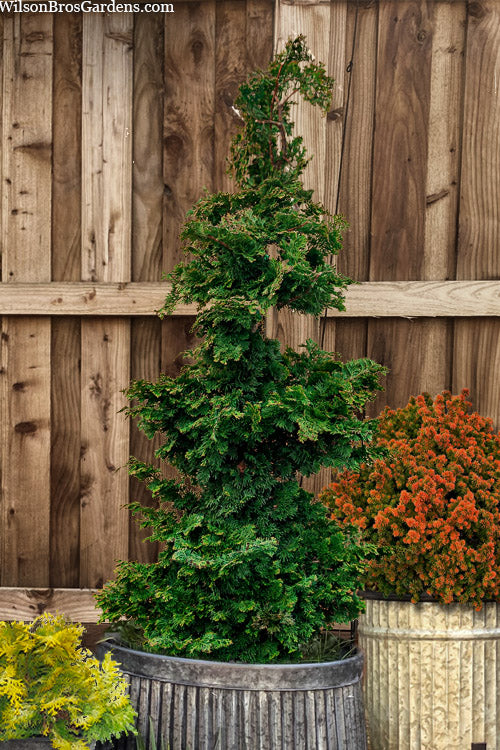  Well's Special Hinoki Cypress - 3 Gallon Pot