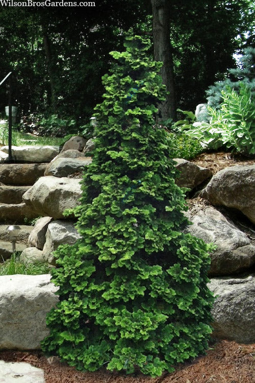  Well's Special Hinoki Cypress - 3 Gallon Pot