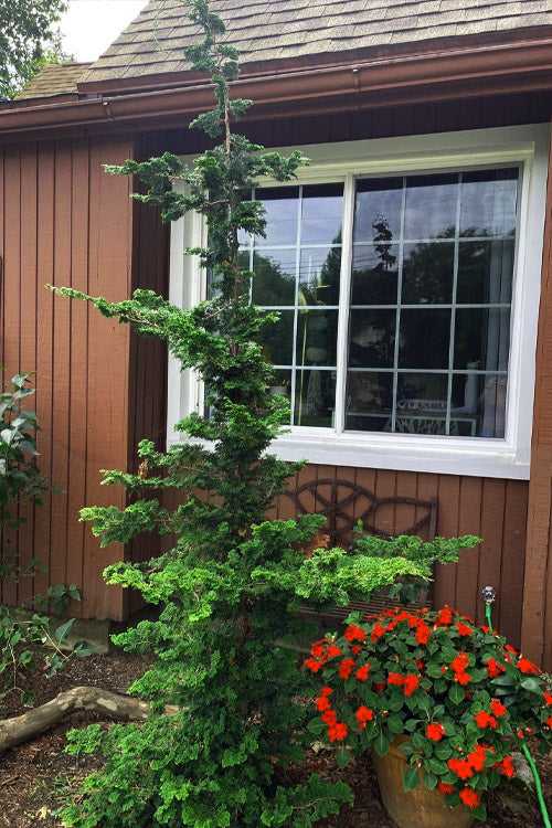  Well's Special Hinoki Cypress - 1 Gallon Pot