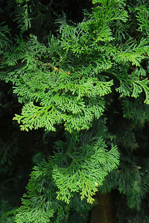 Well's Special Hinoki Cypress - 3 Gallon Pot