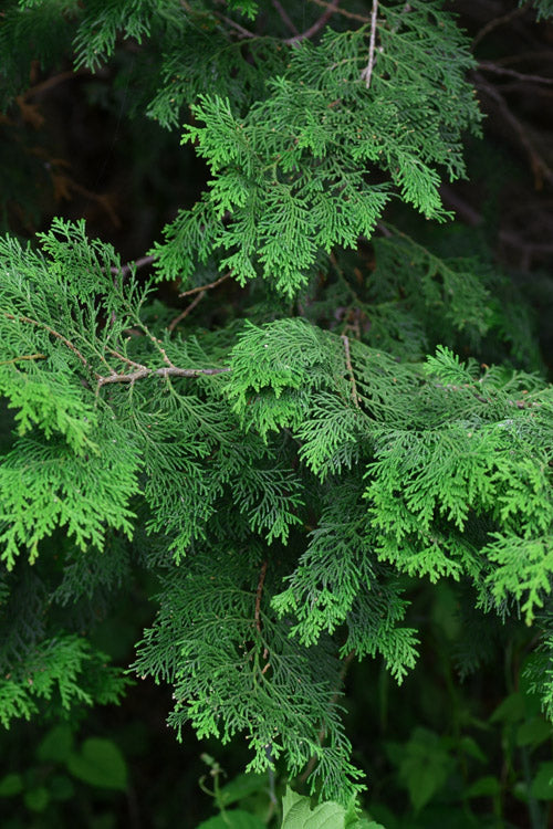  Well's Special Hinoki Cypress - 1 Gallon Pot